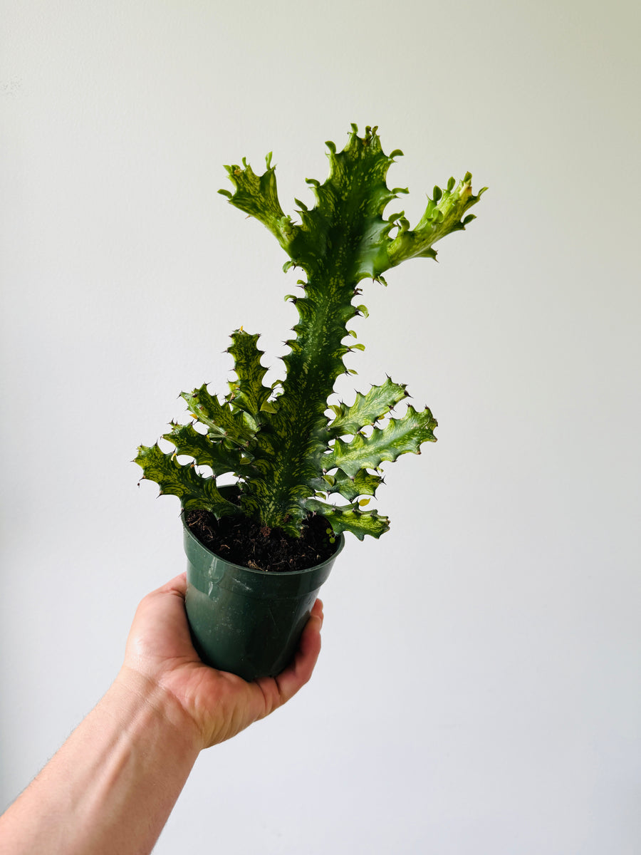 Variegated Euphorbia Trigona - Variegated African Milk Tree - 4