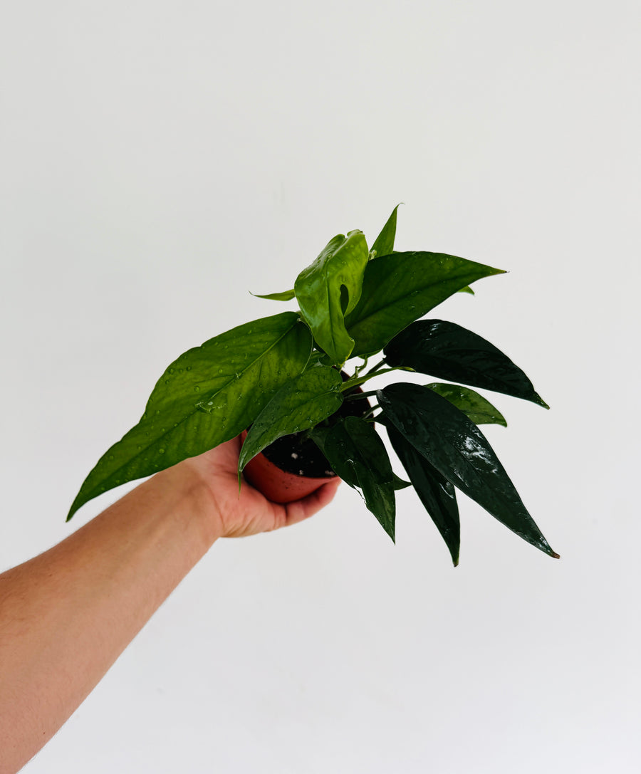 Epipremnum Pinnatum 'Cebu Dark Form' - 4” Pot