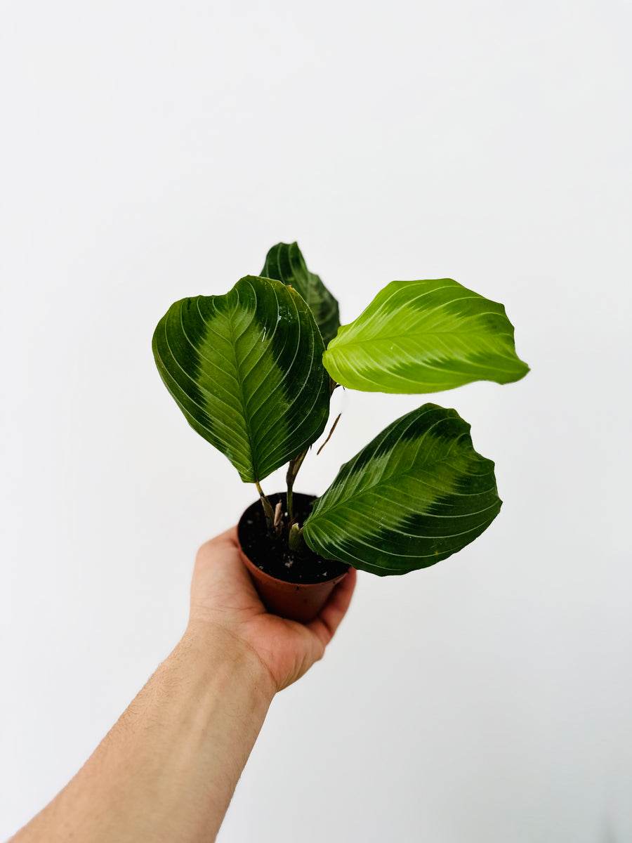 Maranta Leuconeura 'Silver Band'- Silver Band Prayer Plant - 3