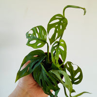are monsteras aroids Monstera Esqueleto - Rare Aroid