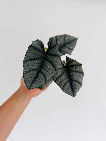Alocasia Bisma - 4
