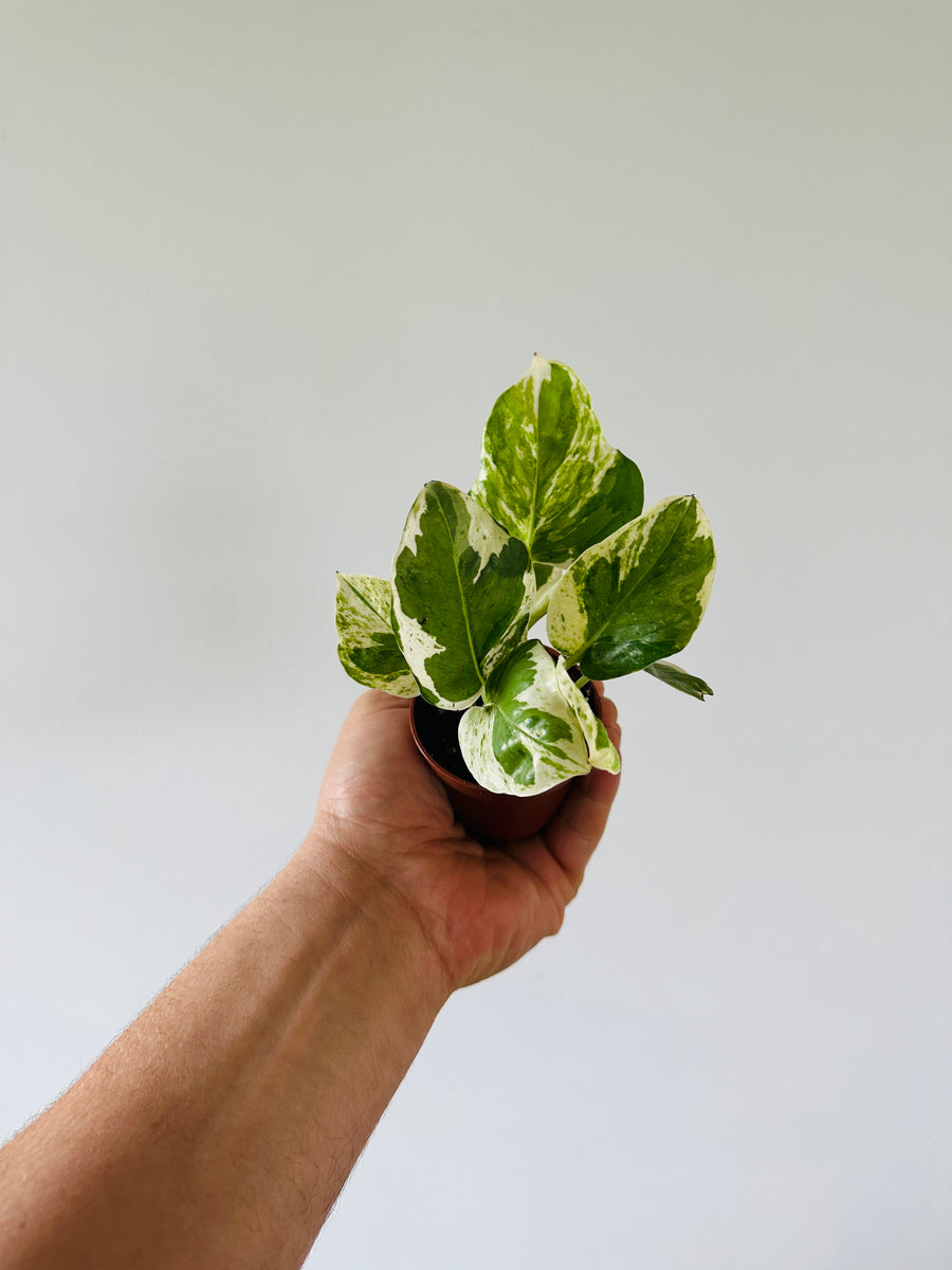 Pothos Pearls & Jade - Epipremnum Aureum 'Pearls & Jade' - 2