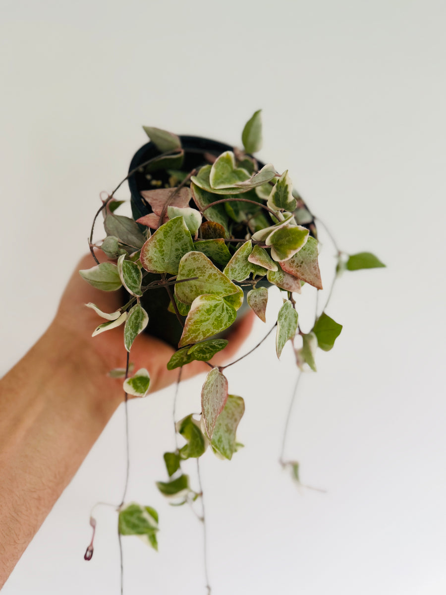 Variegated String of Arrows - Ceropegia Woodii 'Variegated' - Vining - 4” Hanging Basket