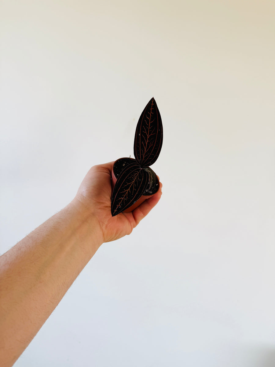 Tree of Life Jewel Orchid - Anoectochilus sp. - 2” Pot