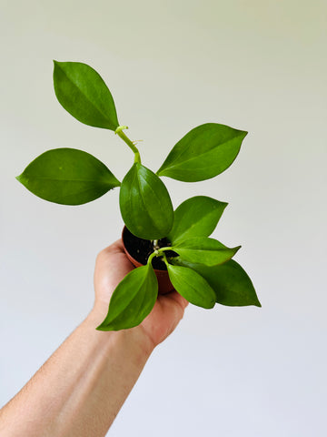 Hoya Pachyclada - 3