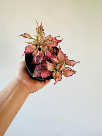 Fittonia Pink Forest Flame - 4
