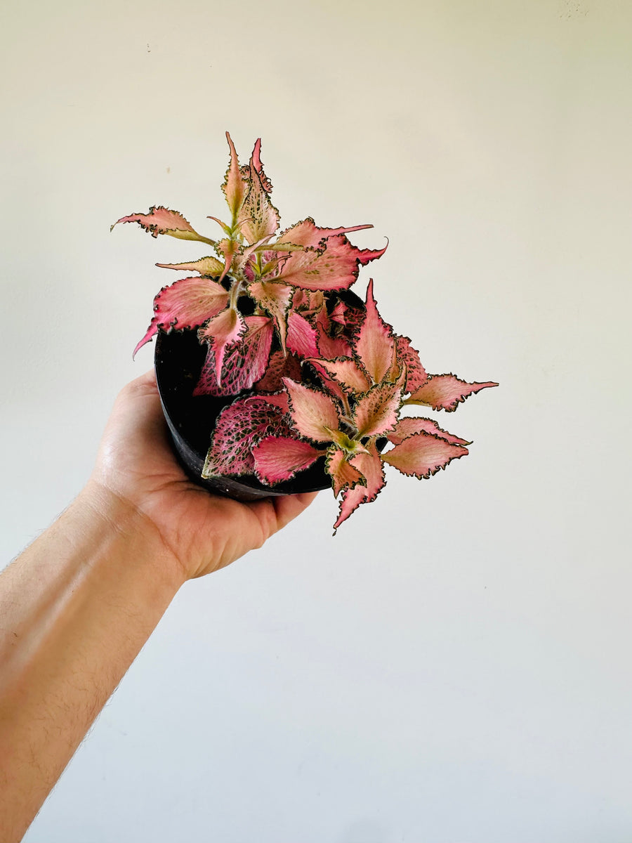 Fittonia Pink Forest Flame - 4