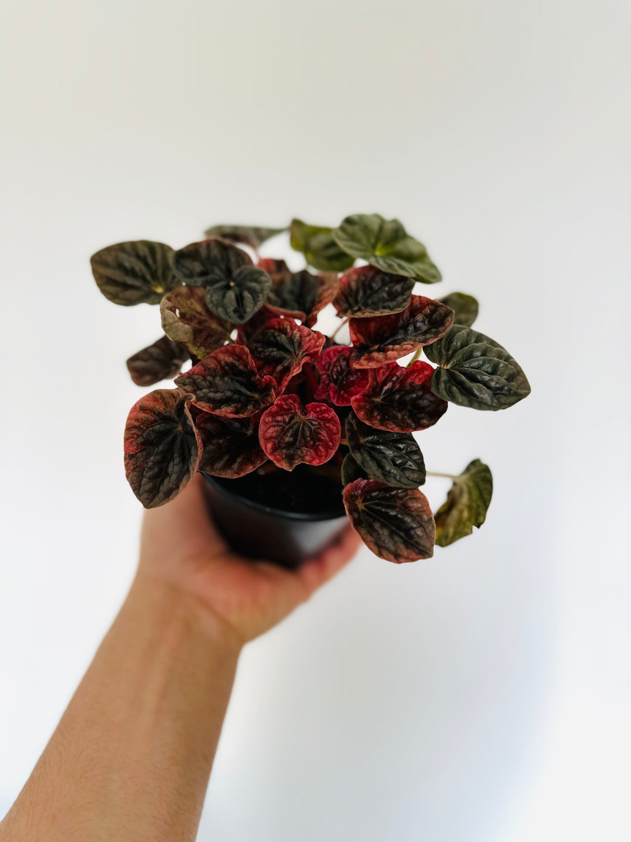 Peperomia Black Cherry - Rare Peperomia - 4