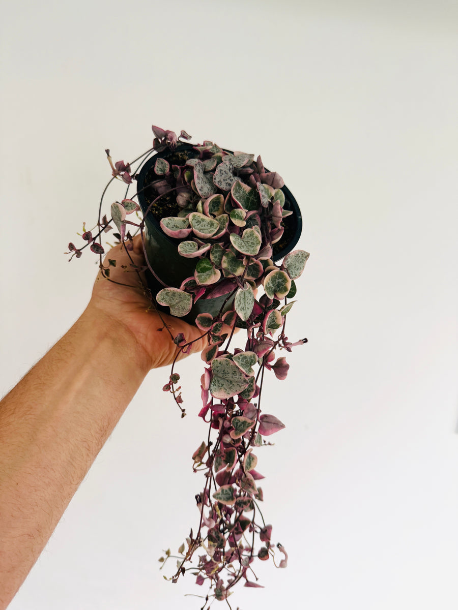 Variegated String of Hearts - Ceropegia Woodii 'Variegated' - Vining - 4” Hanging Basket