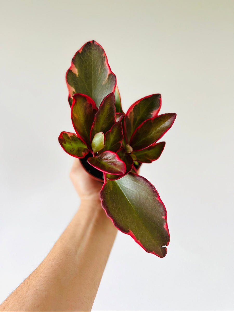 Peperomia Red Panda - 4