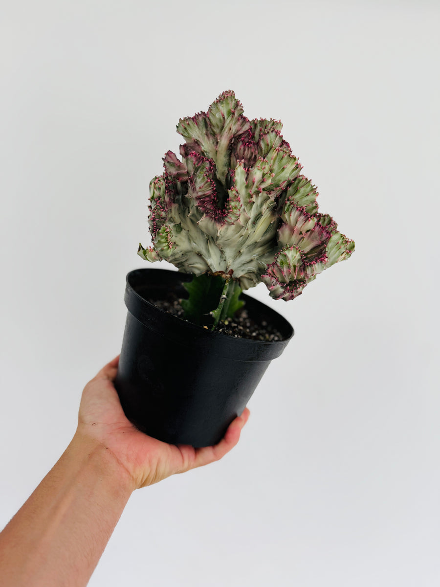 Euphorbia Cristata 'Rubra' - Pink Coral Cactus - 6