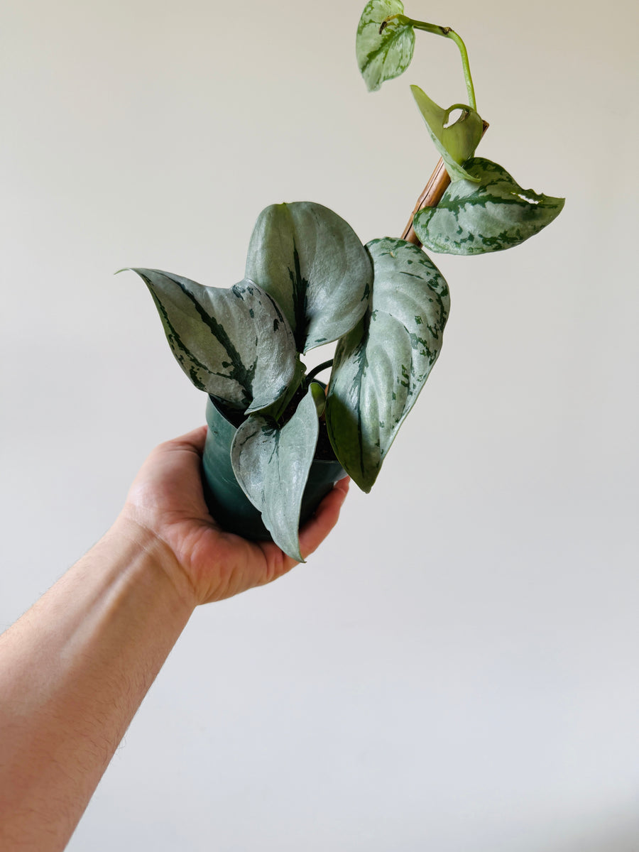 Scindapsus sp. Silver Sierra - Rare Aroid - 4