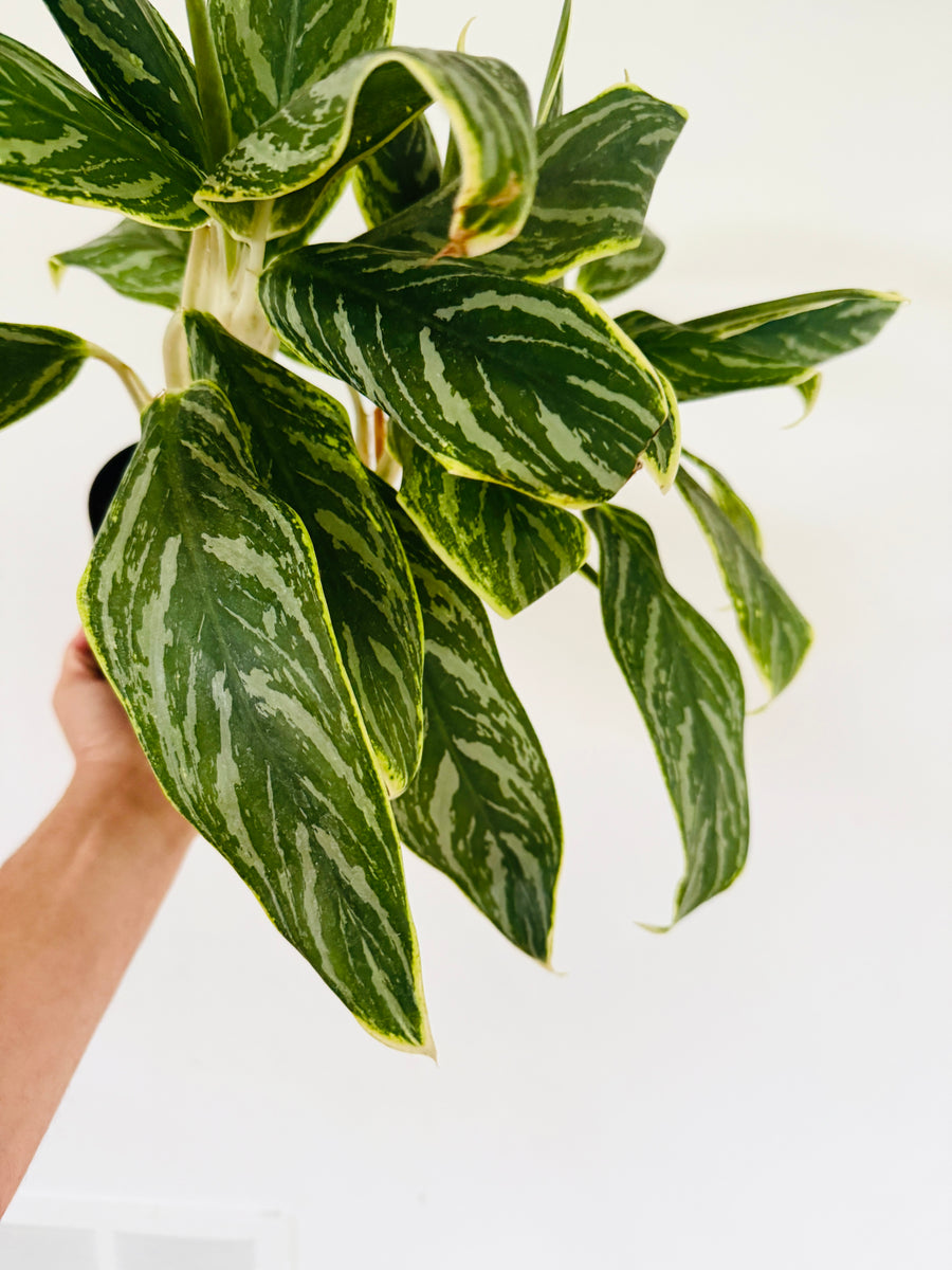 Aglaonema Snow Cap - 6