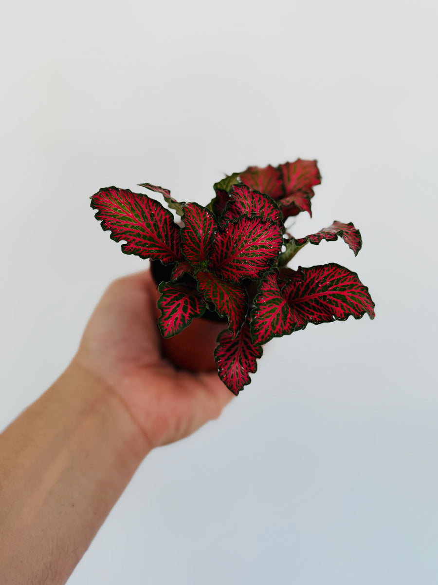 Fittonia Red Roses- 3” Pot