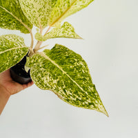 Aglaonema White Laksap - 4
