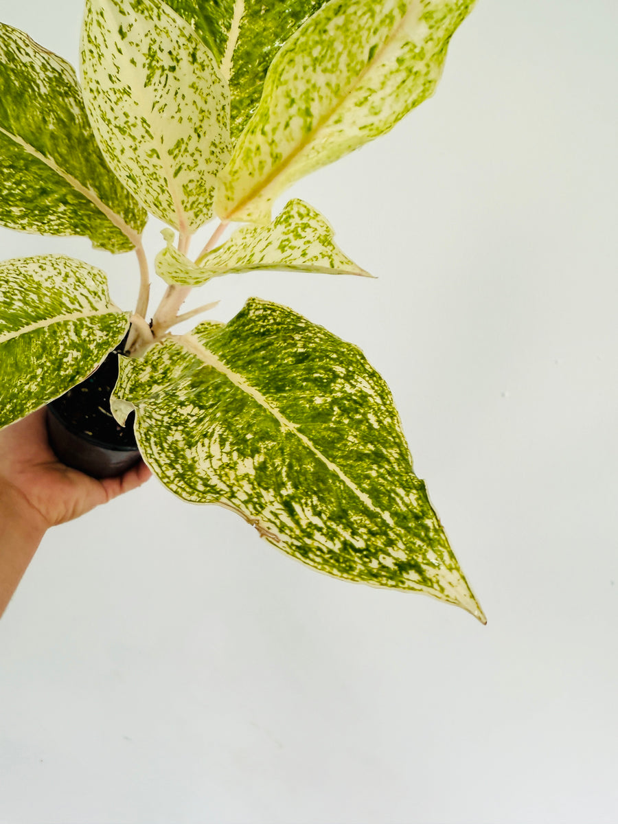 Aglaonema White Laksap - 4