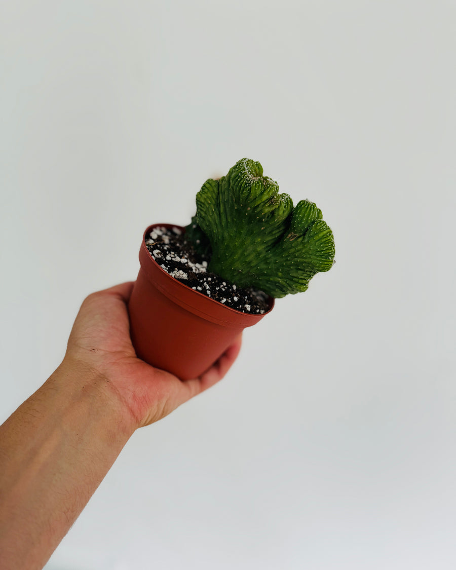 brain succulent name Monster Crested Cactus - Cereus Peruvianus f. Monster Crested