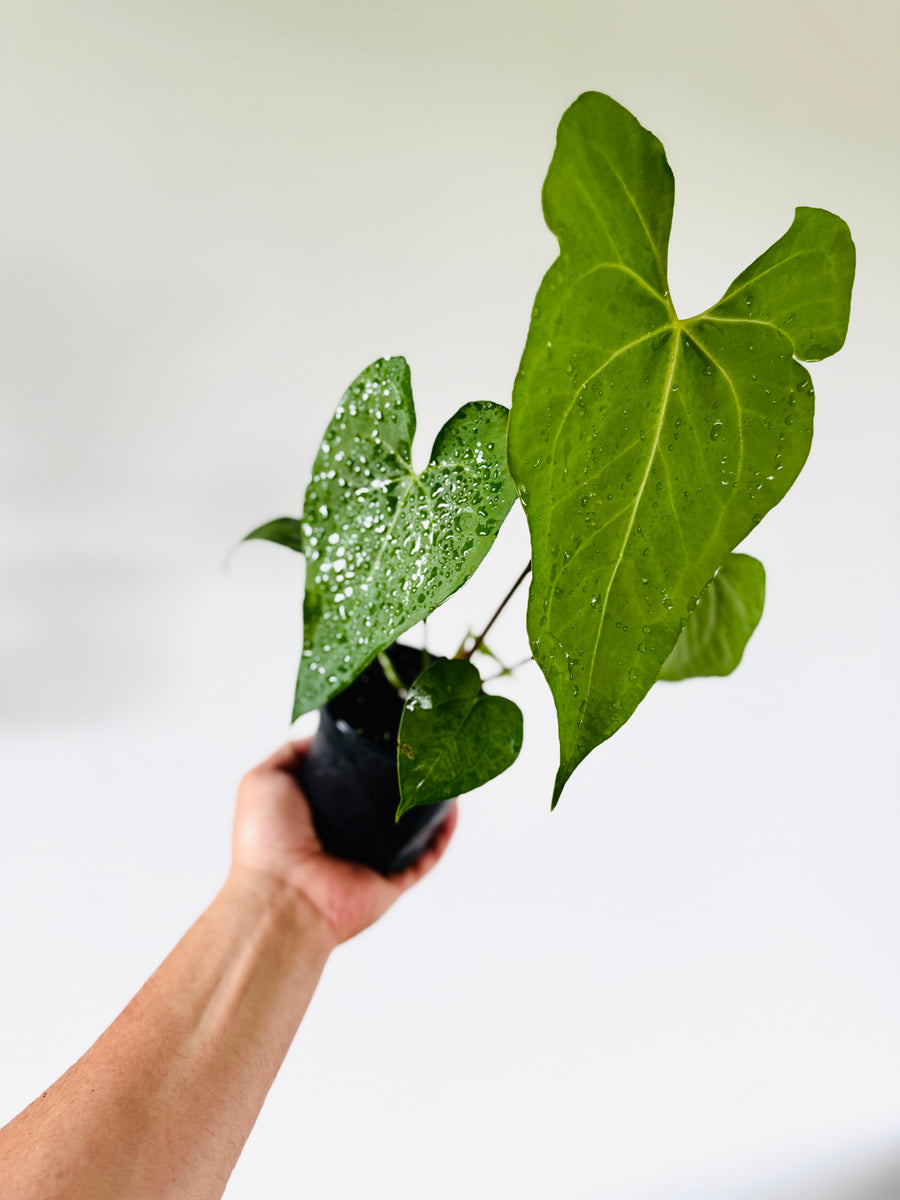 Anthurium Leuconerum - Seed Grown - 4