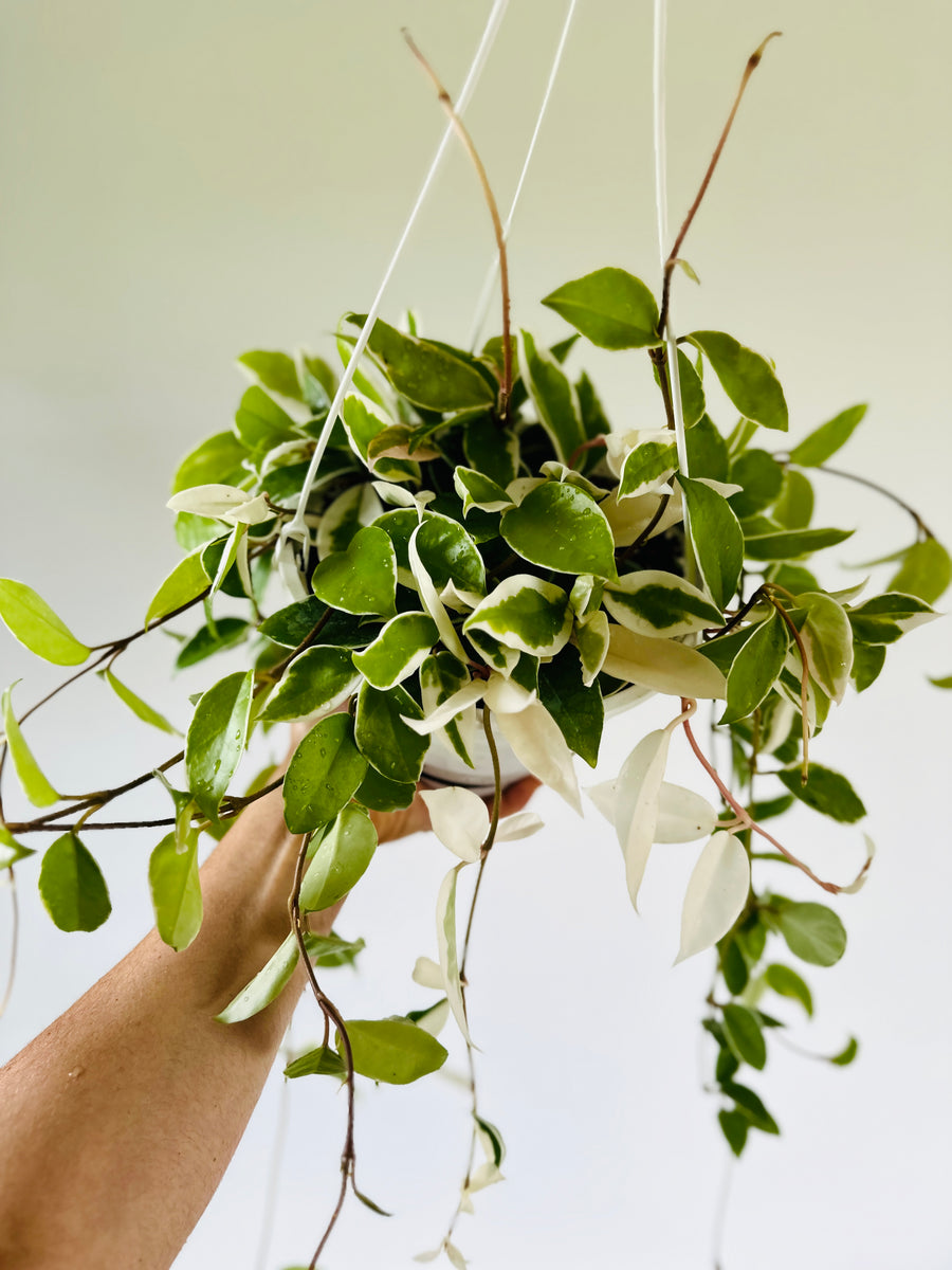 Hoya Carnosa 'Krimson Queen' - 8