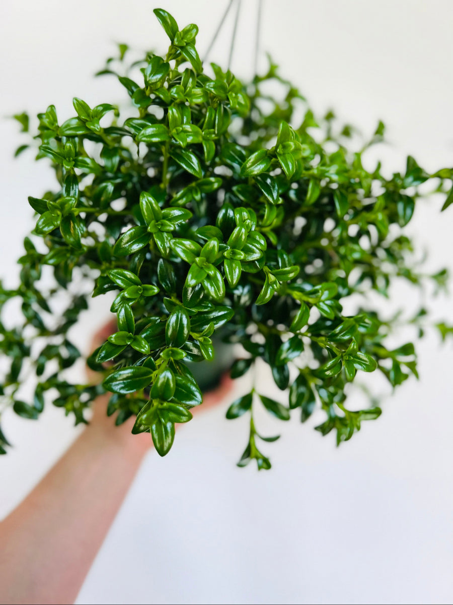 Goldfish Plant - Nemanthus 'Gregarious' - 6