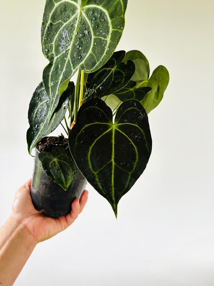 Anthurium Clarinervium - Very Large - 5