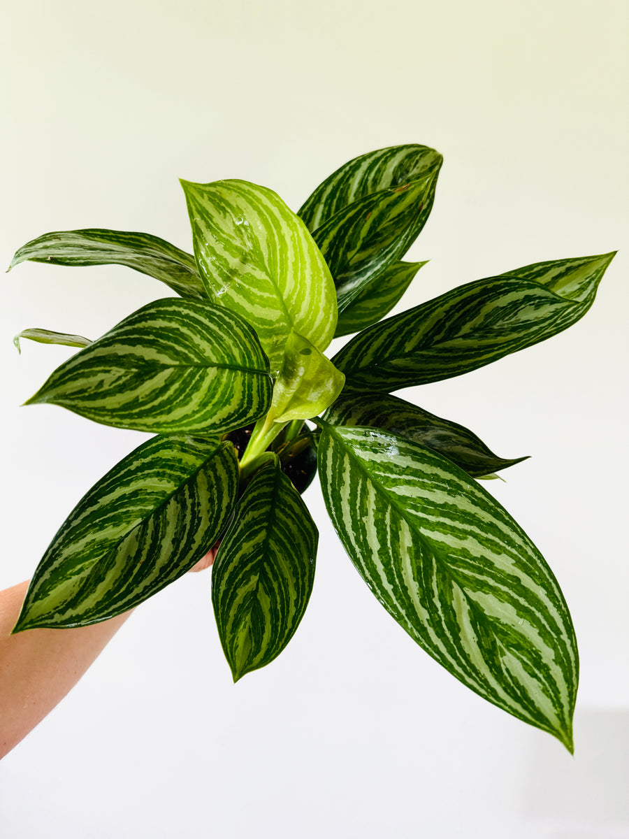 Aglaonema Stripes - 6