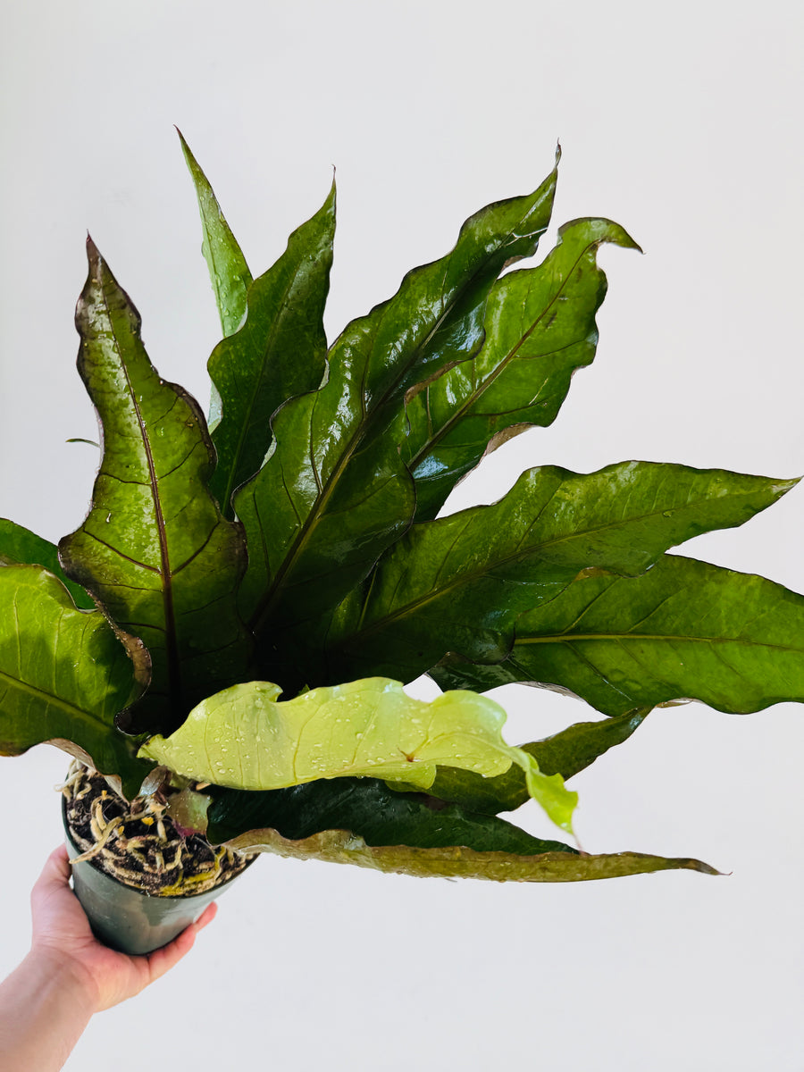 Anthurium Black Dragon - Very Large - 6