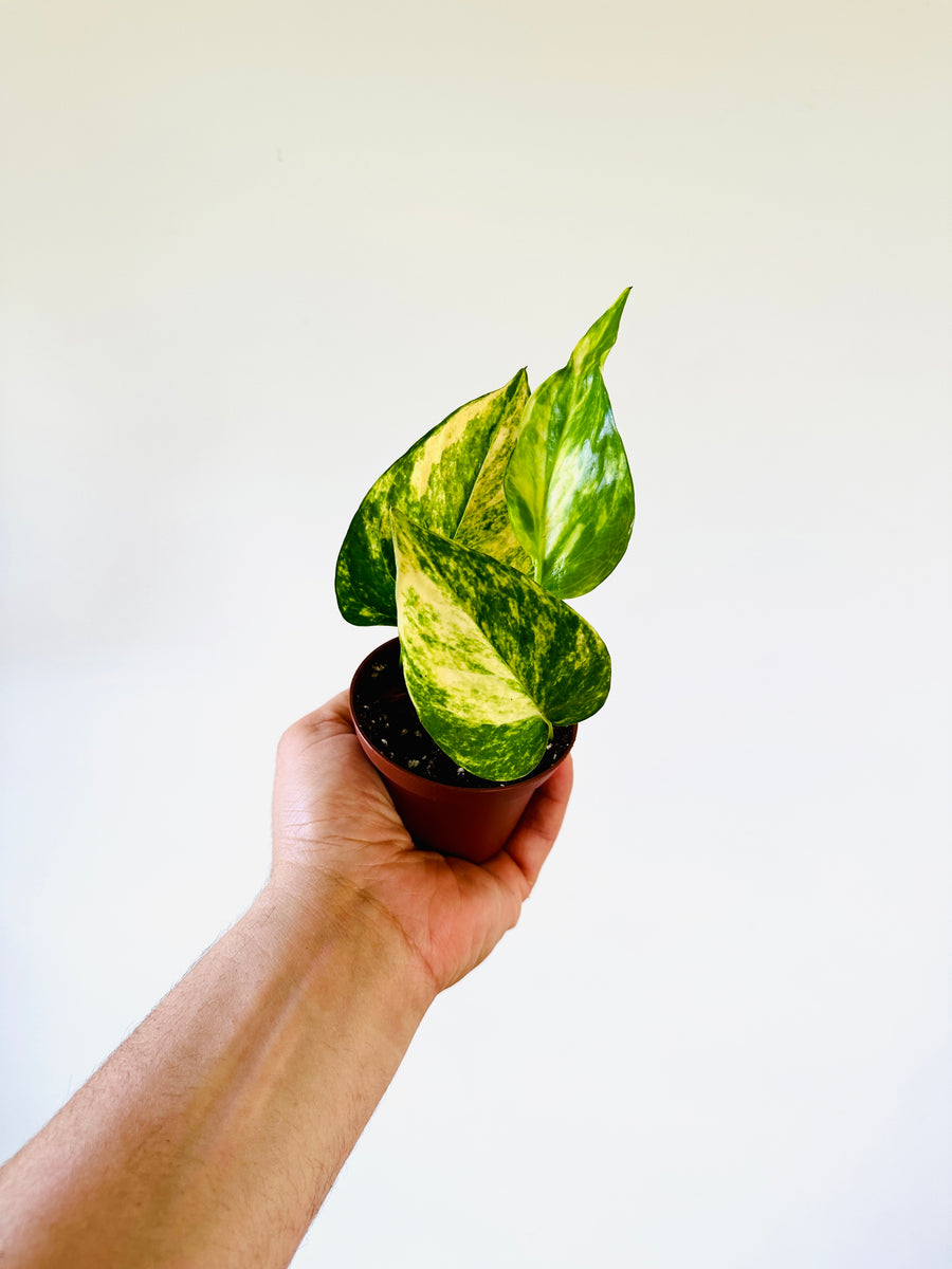 Pothos Valencia - Terunoworld Pothos - Japanese Pothos - 3” Pot - LIMIT: One Per Customer