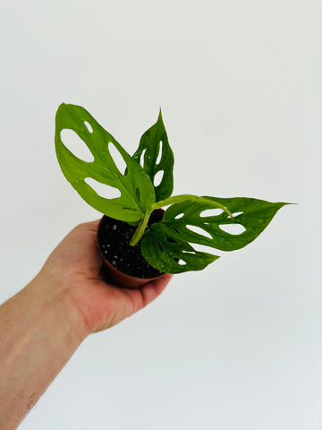 Monstera Esqueleto - Rare Aroid - 3