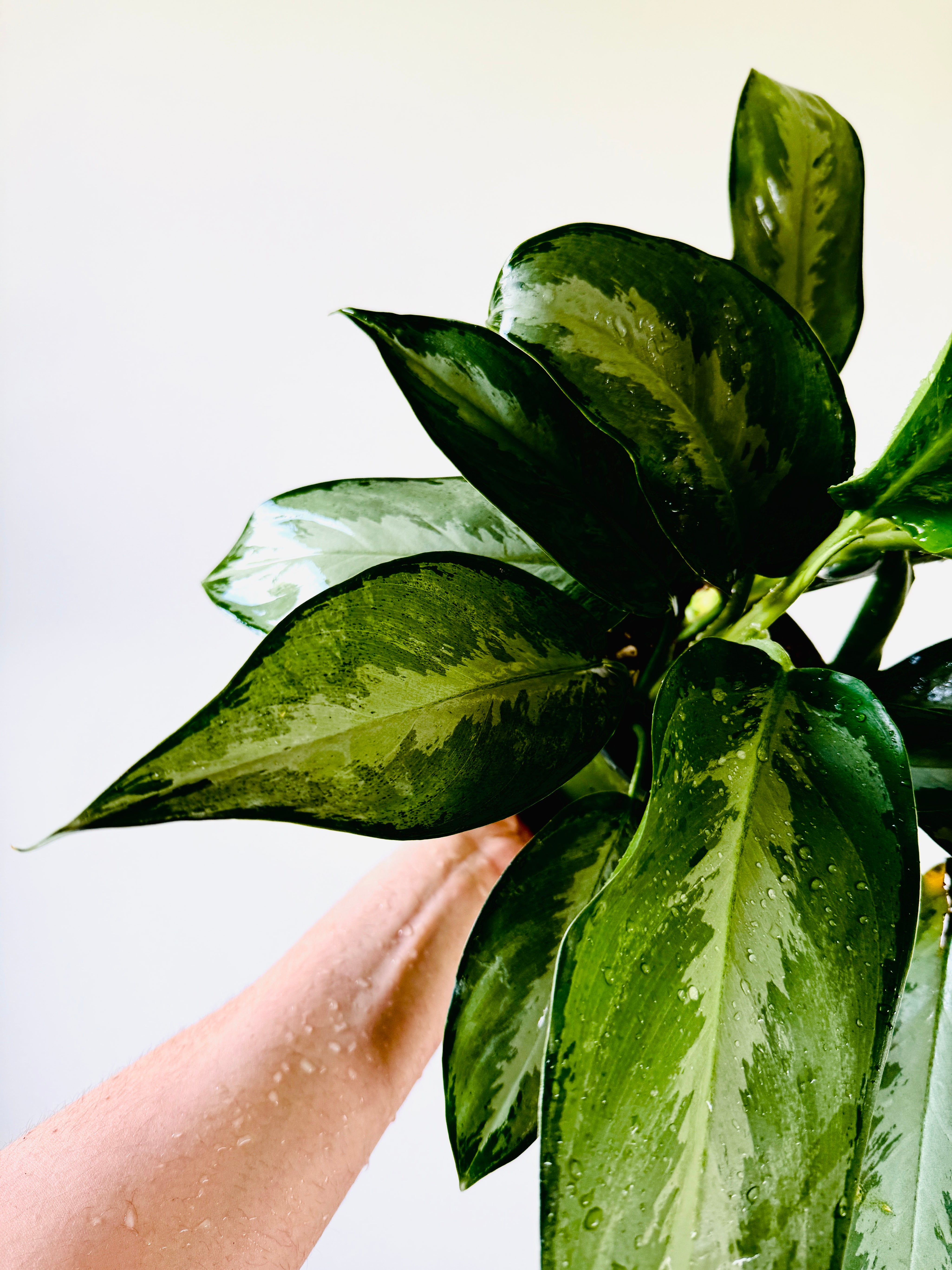 Aglaonema Black Lance - 6