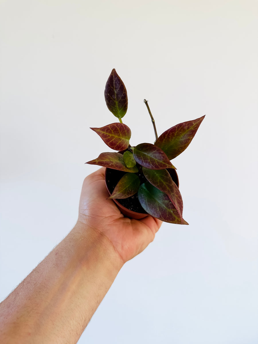 Hoya Sunrise Thailand Form - Sunstressed Red - 3” Pot