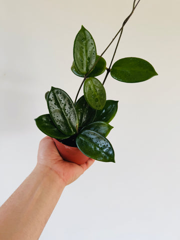 Hoya Vangviengiensis - 4