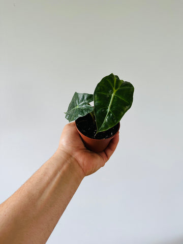 Alocasia Amazonica 'Polly' - 3