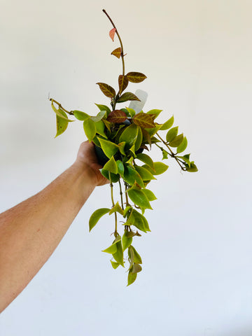 Hoya Sunrise - Beginning to Sunstress - 4