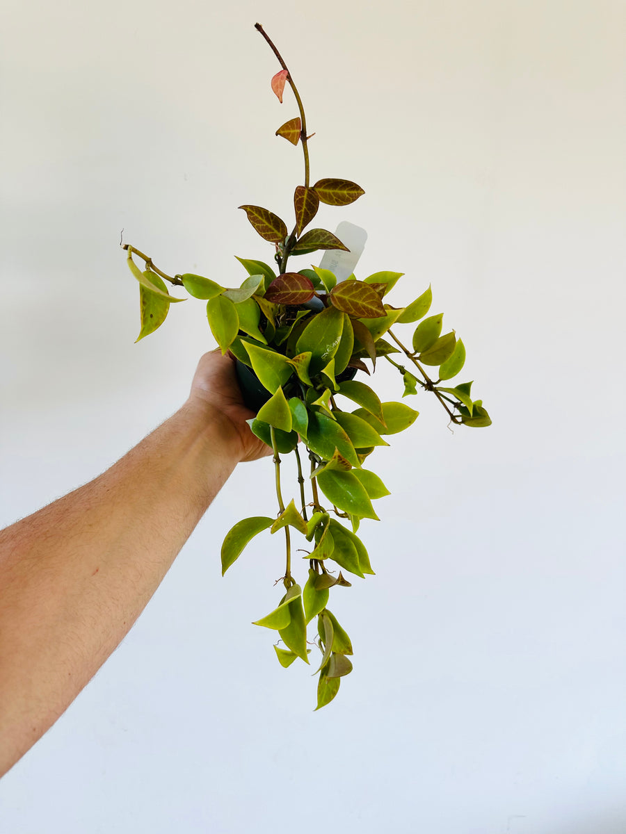 Hoya Sunrise - Beginning to Sunstress - 4
