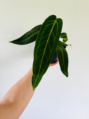 Anthurium Warocqueanum - Narrow Leaf Anthurium - 6” Pot