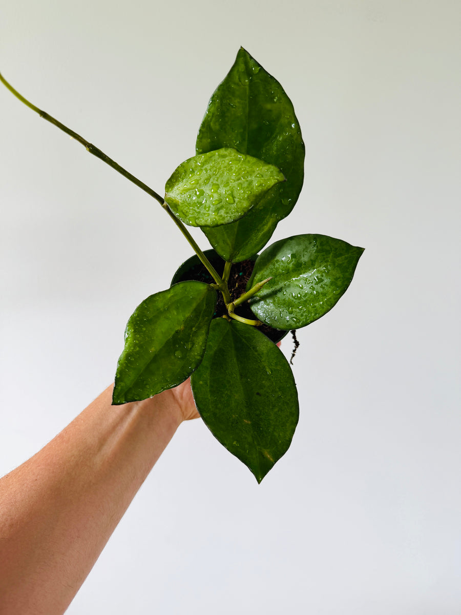 Hoya Patcharawalai 032 - Collector Hoya - 4