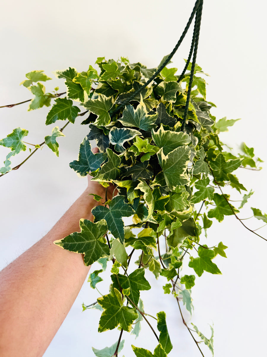 Variegated English Ivy - Hedera Helix Variegatum - 6