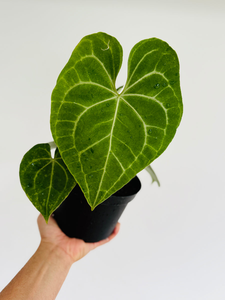 Anthurium Regale x Magnificum - 6” Pot