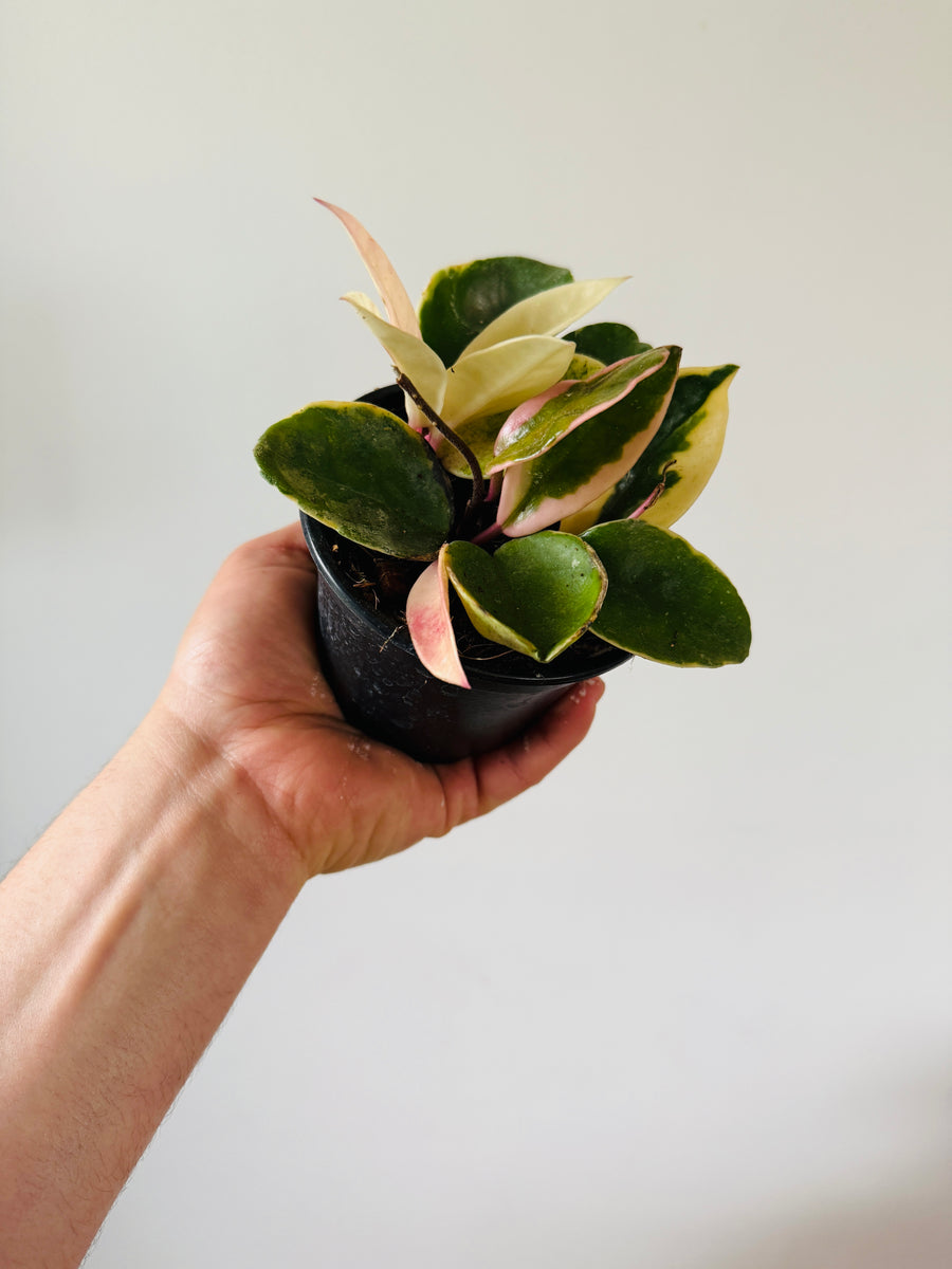 Hoya Carnosa cv. Snowball Albomarginata - 4