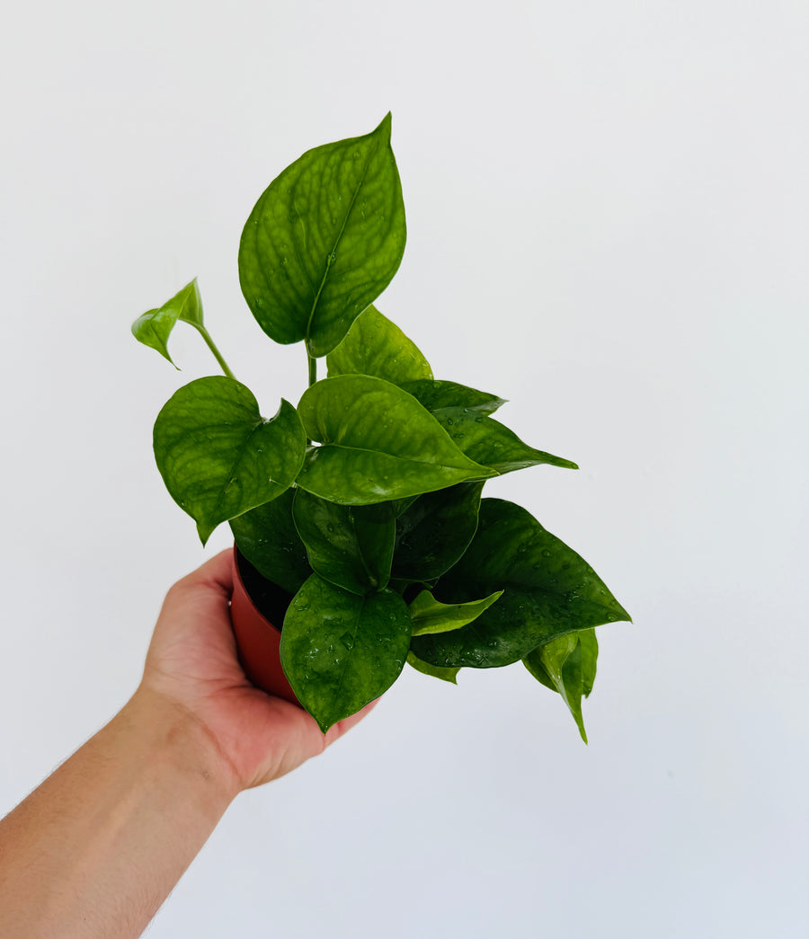 Pothos Green Genie - Epipremnum Aureum 'Green Genie' - 4