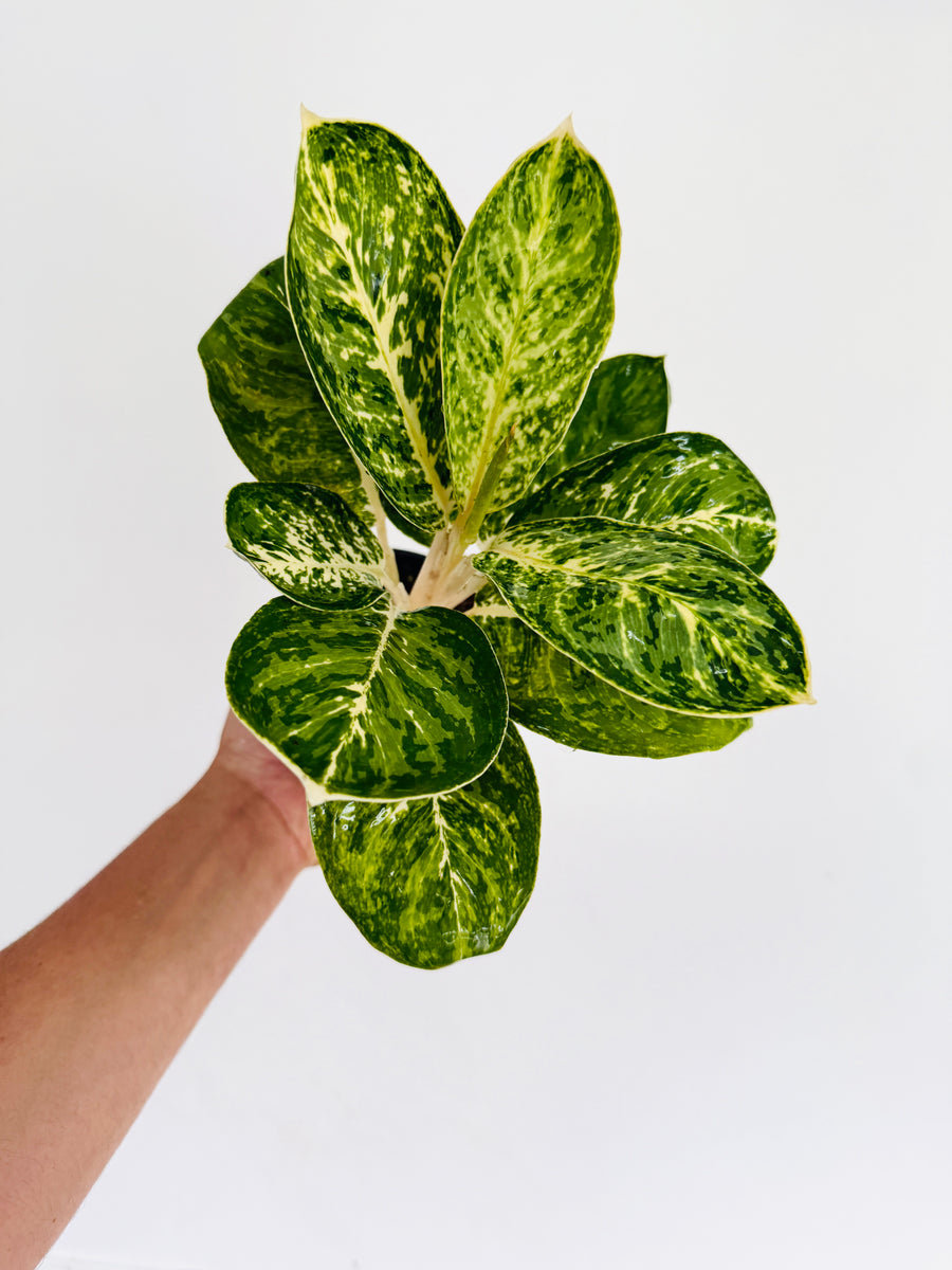 Aglaonema Mint Papuma - 4