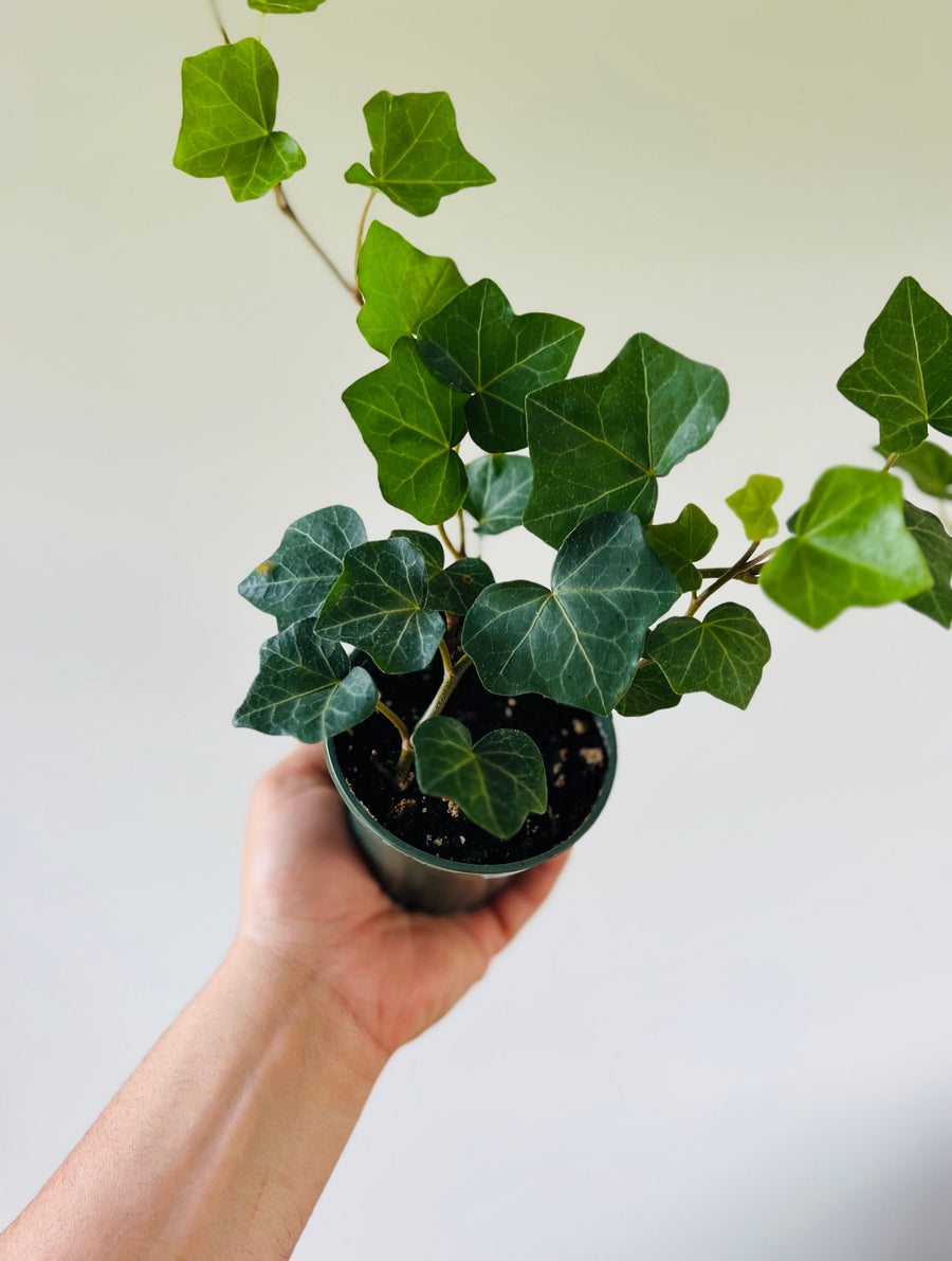 English Ivy - Hedera Helix - 4