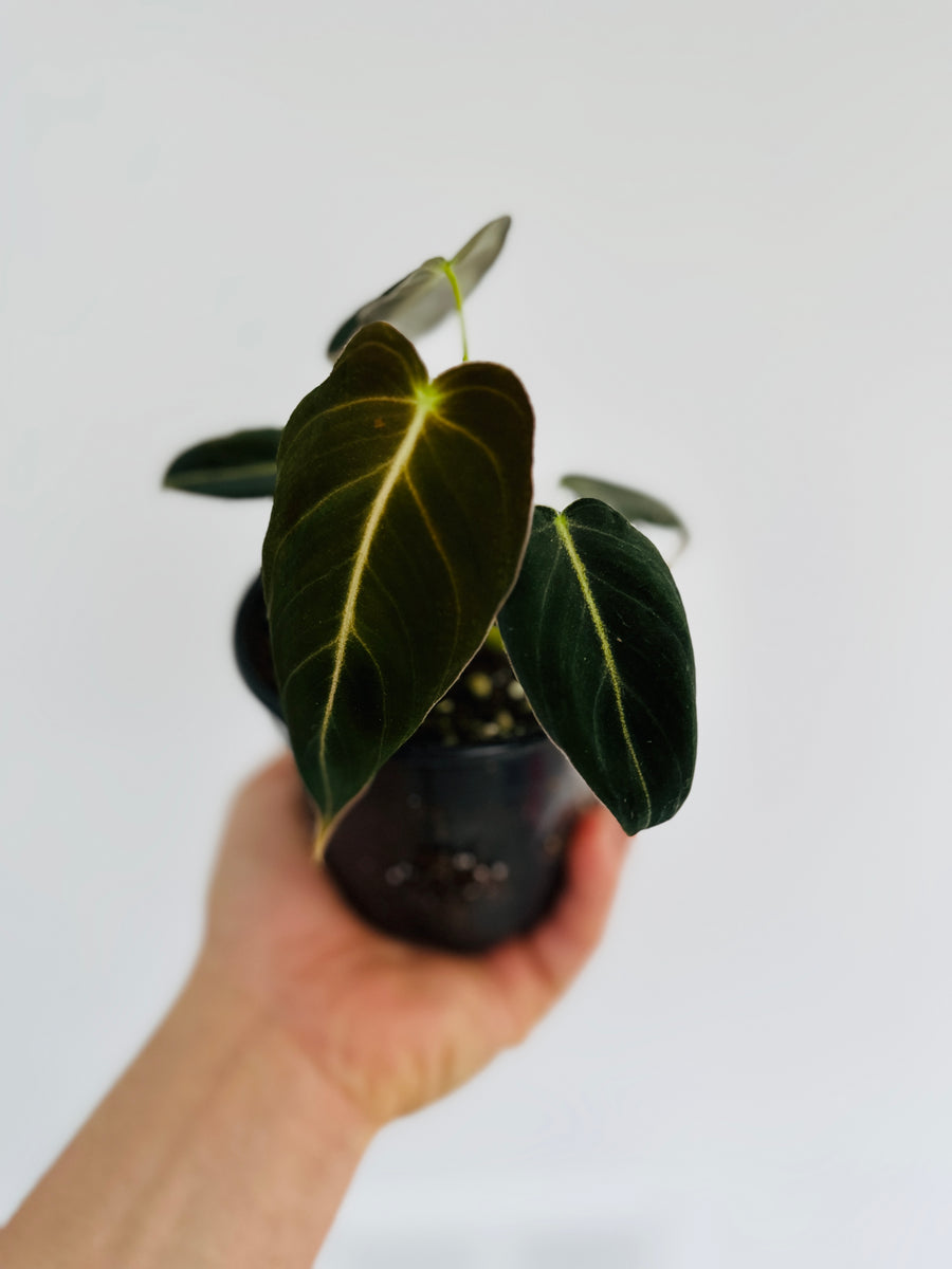Philodendron Andreanum - Rare Aroid - 4
