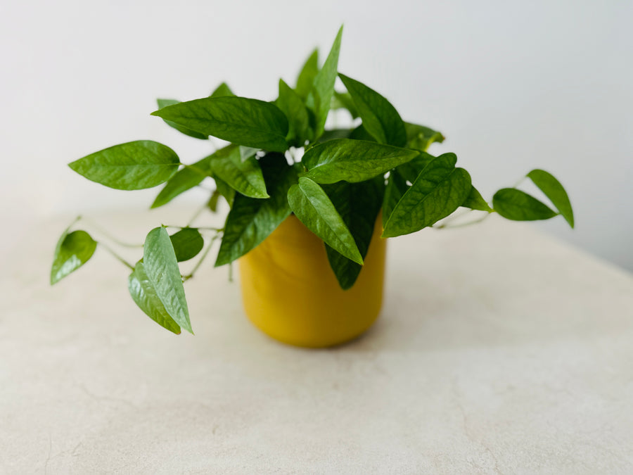 Modern Matte Pot in Chartreusse - 4.75