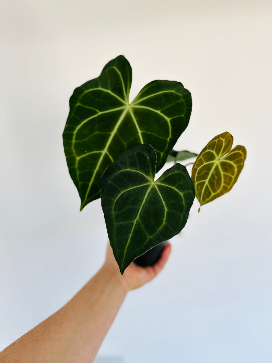 Anthurium Clarinervium Hybrid - Very Large - 4