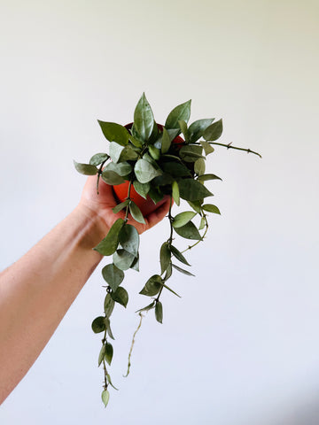 Hoya Krohniana ‘Super Silver’ - Full & Trailing - 4