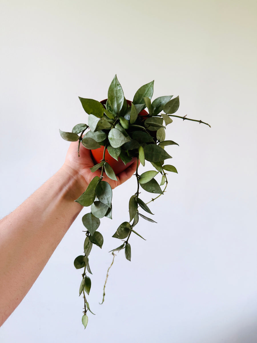 Hoya Krohniana ‘Super Silver’ - Full & Trailing - 4