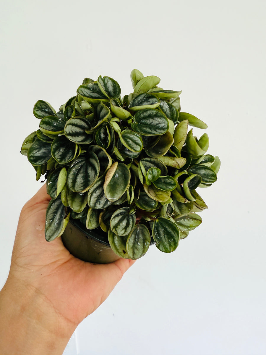 Peperomia Royal Princess - 4