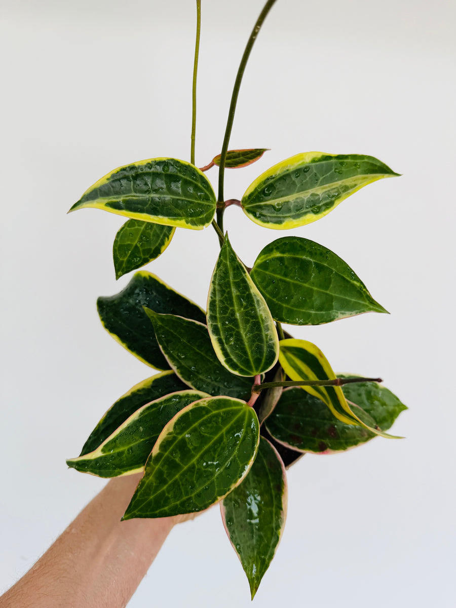 Hoya Macrophylla - Outer Variegated - 5